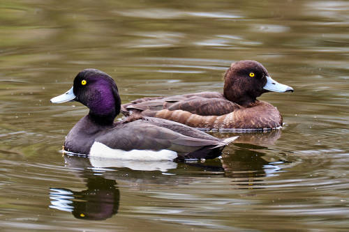 besidethepath: I wish a relaxing Sunday with these Tufted ducks (16.3. & 21.4.22)