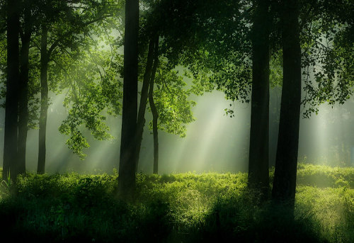 leafilly:  paleception:  hvllucinvtion:  you’re plantastic  online garden here  pale/plant 