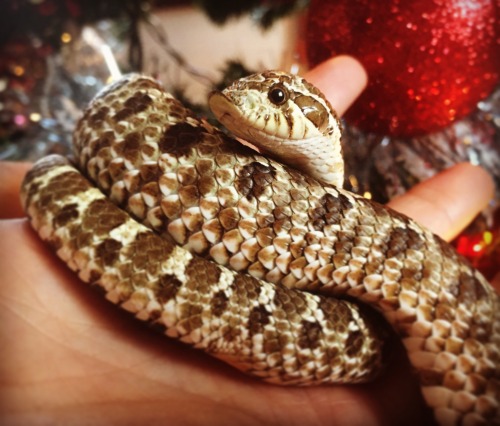 I tried to take some festive noodle pictures, but Pretzel was having none of it. Instead he just gav