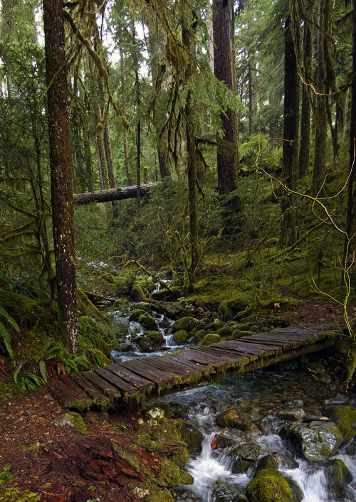  mikescofield: I got the day off from work yesterday so I decided to go hiking in the Opal Creek Wilderness in the Oregon Cascades. 