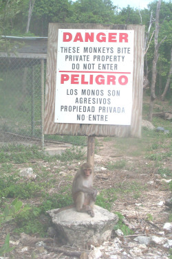 avemaria324:  In 1938, four hundred and nine Rhesus Macaque monkeys were dropped off on Cayo Santiago. Today, known as Monkey Island, the nine hundred and fifty descendants of those founder monkeys run free on the island. 