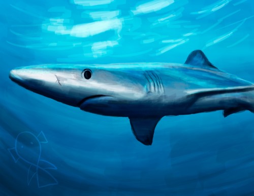 "Blue Shark"