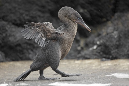 birds-and-friends:Flightless cormorant, Marco Valentini