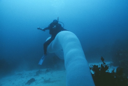 thenerdsaurus:Pyrostremma spinosum (Giant fire salp)“Pyrosomes, genus Pyrosoma, are free-floating co