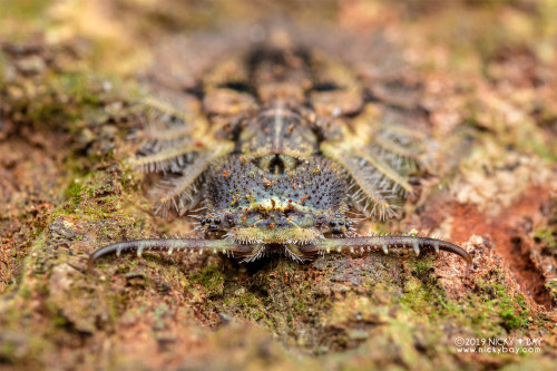 onenicebugperday:Owlfly Larvae,AscalaphidaeFound in Malaysia, Mozambique, and Singapore respectively