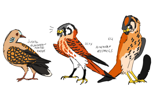 glenny-boy:uh changed some designs for the birds!hl charactersBreen is a turkey vulture because they