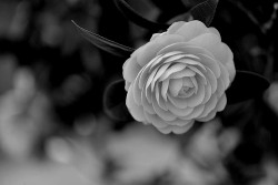 whitenes-s:  Camellia japonca by myu-myu