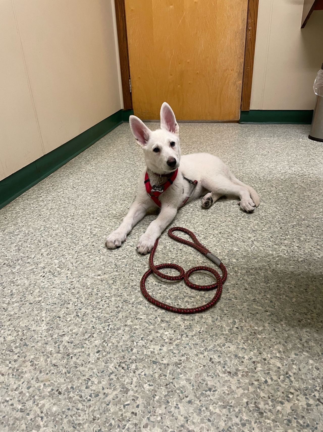 Sweet little Astrid had her first visit to the vet today, she was scared but the