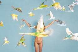 lehroi:  Animals, Parakeets, 2012.Ryan McGinley