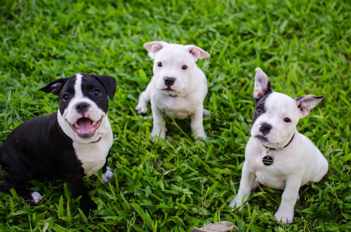 thebrittanybrigade: sidetongue: Attempted group pics They actually look like puppies and not potatoe