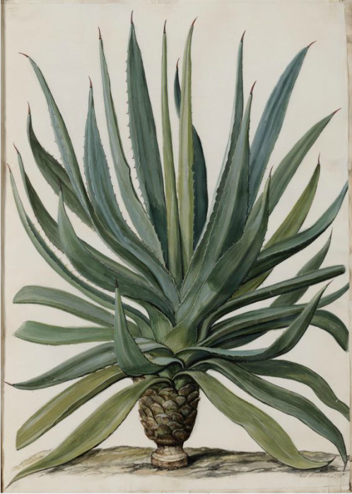 Jan Moninckx, Euphorbia canariensis, Agave rigida, Euphorbia officinarum, 1686-90. Watercolor on par