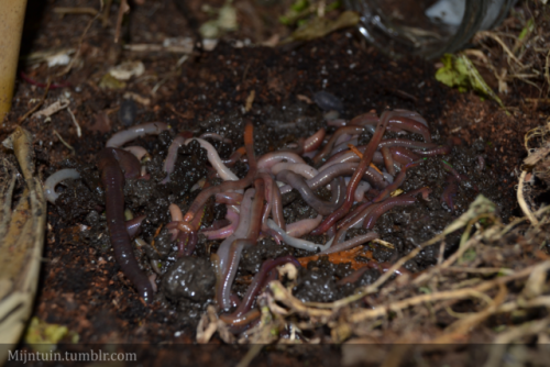 mijntuin: Worm transplantation If you’re serious about balcony gardening, or container gardeni