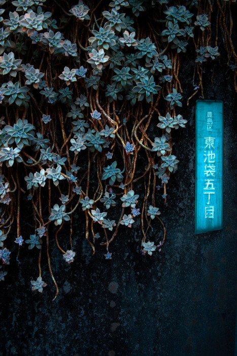 carvilleannex: Succulent Vines, Tokyo, Japan 