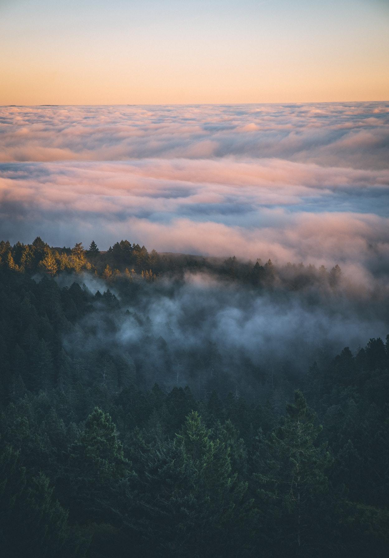 My adventure through the forest