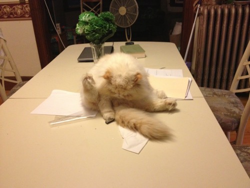 lucifurfluffypants: Mom came home from work last night, went into the kitchen, started to make dinne