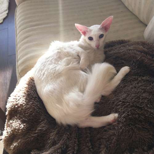 shmeemsy:magical-girl:pangur-and-grim:she woke her with a kiss what is thatFuzzy goblin