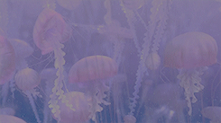 nicksmiller:  gtkm: [1/10] animated filmsfish are friends, not food! 