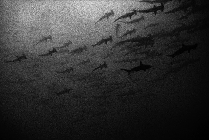  Karen Glaser - Dark Sharks 
