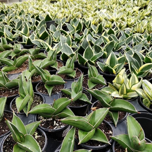 #sansevieriasunday the dwarf samurai army…and friends ~ ~ #houseplants #plantlove #foliage #i