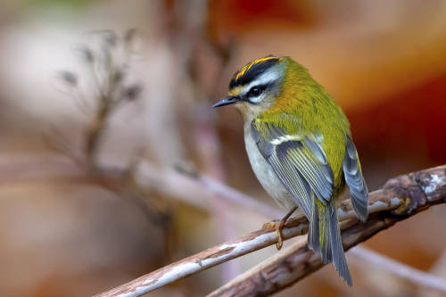 Firecrest by Krzysztof Kozlowski