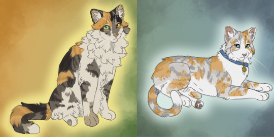 Slugs genetically accurate cats — Ashfur redo (Blue spotted tabby with low  white