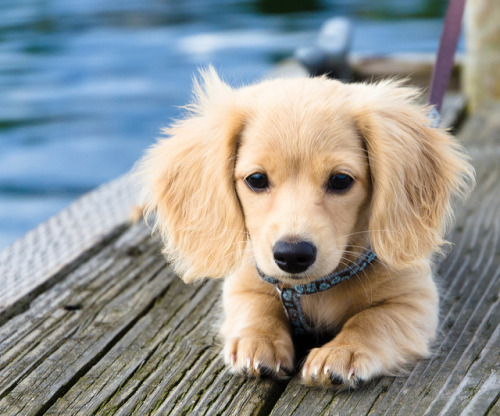 Porn thecutestofthecute:  English Cream Dachshund  photos