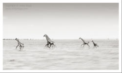 insatiabletraveler:  Photos I Wish I Had Taken: Andy Biggs #2 I just love this image entitled Running Giraffes..to find out why, and find out how you can purchase this image, like I did, and also help a family in need, view post