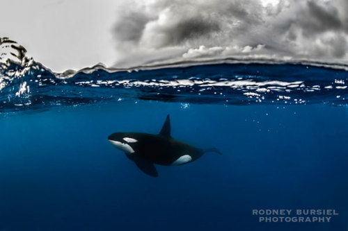 killerwhaletales: Photo by Rodney Bursiel