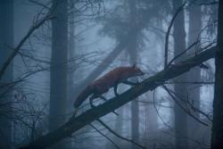 everythingfox: “A fox in the Black Forest,