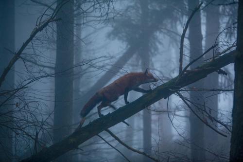 everythingfox: A fox in the Black Forest, Germany : Klaus Echle