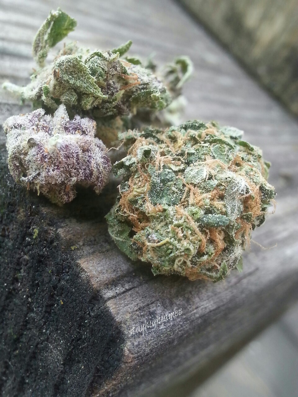 stayhighjames:  Girl Scout Cookies for this stoney Sunday! 