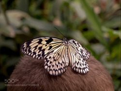 socialfoto:Where the butterflies do not come … by dianka11 #SocialFoto