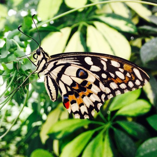 || Nature || The ‘Sensational Butterflies’ exhibit at the Natural History Museum, South Kensington. #butterfly #museum #london #insects #bugs #entomology