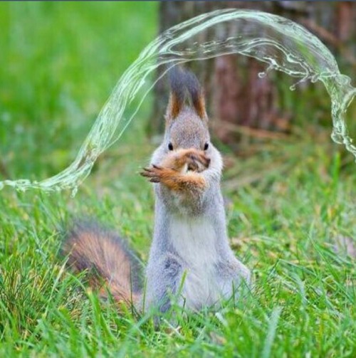 prince-andre-of-texcoco:  Long ago the squirrel nations lived together in harmony. Then everything changed when the fire squirrels attacked. Only the Squirrevatar master of all four elements could stop them but when the world needed him most he vanished.
