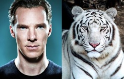 benedictervention:  mostly-benedict:  mostly-benedict:  I vote we upgrade from otters.   The upgrade is now official. This post feels fully justified^.^  Gorgeous! 