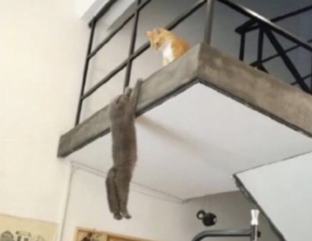 eyelander: fork-a-nature:  fakelaurent: Same energy  