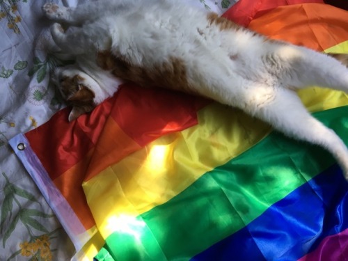 tealesbian:big sleepy baby celebrates pride with a nap