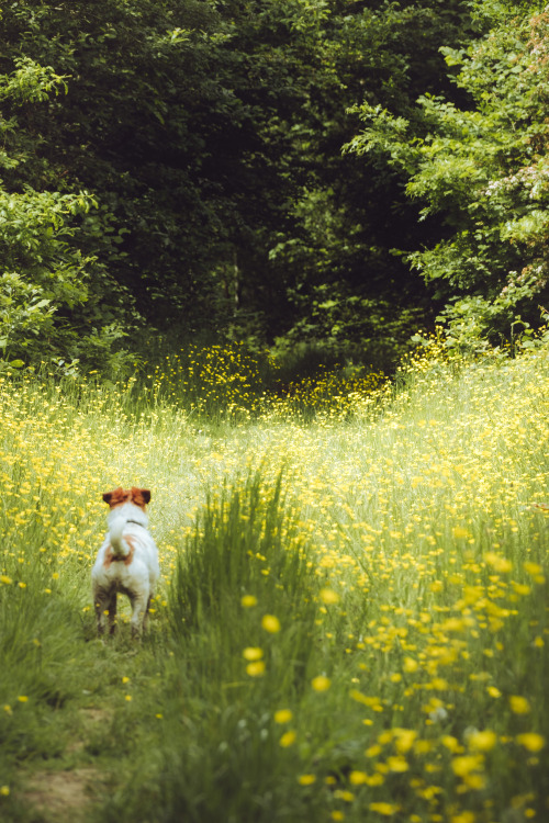 Wildflower meadows and Jack Russell Terriers.Had a fantastic walk in the Hampshire countryside today