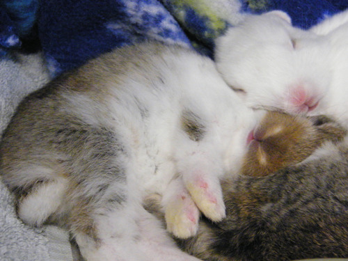 fortunas-sands:  Baby bunny photos from the Georgia House Rabbit Society! 