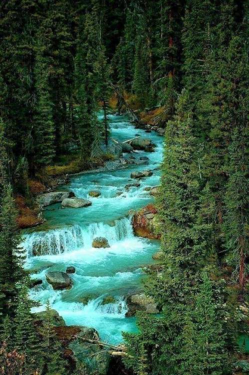 legendary-scholar:  Jasper Park, Canada.