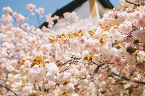 2022-04-17Spring, Cherry BlossomCanon EOS R3 + RF15-35mm f2.8L ISCanon EOS R6 + RF50mm f1.2LInstagra