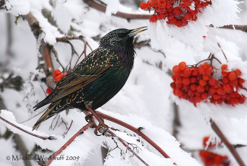 European Starling (Sturnus vulgaris) &gt;&gt;by Michael Woodruff 