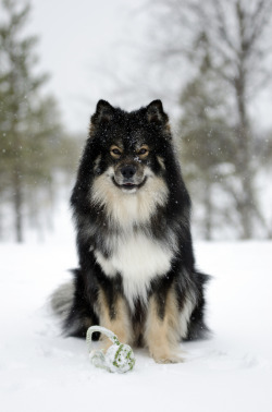 brutalgeneration:  Snowfall (by Josefin Ruokamo)