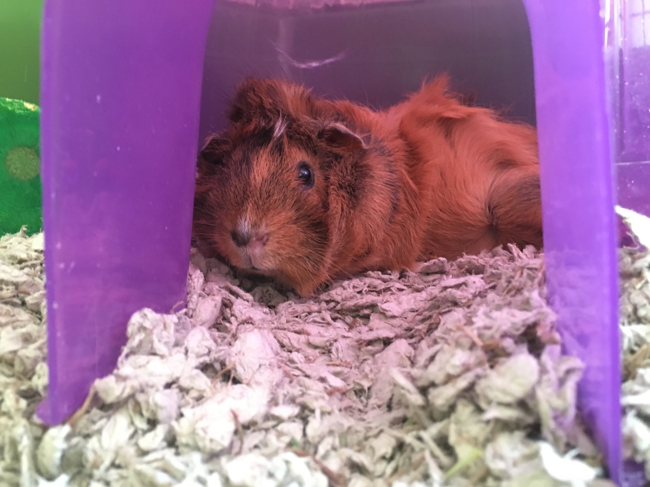 audreythecavy:  Audrey has a tummy full of spring mix so it’s time for a nap 💤