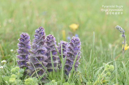 wenbochenphoto:Pyramidal Bugle (Ajuga pyramidalis) 金字塔筋骨草 in the high mountains of NE Turkey near Ma