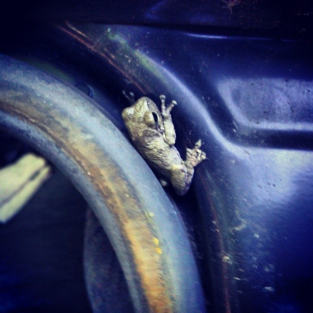 A tree frog in the car today was a new one for me. #frogs