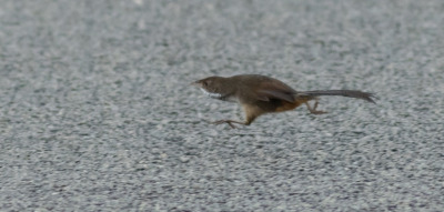 todaysbird:todaysbird:shoutout to the noisy scrub-bird for having absolutely no pictures where they don’t look like complete demons 