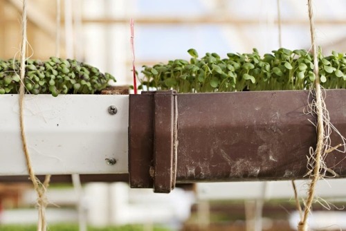 solarpunk-aesthetic:Deep Winter GreenhouseParadox Farm, University of MinnesotaThese greenhouses are