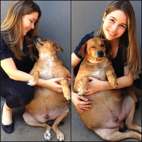 Extremely Obese Stray Dog in Brazil Makes An Incredible Transformation