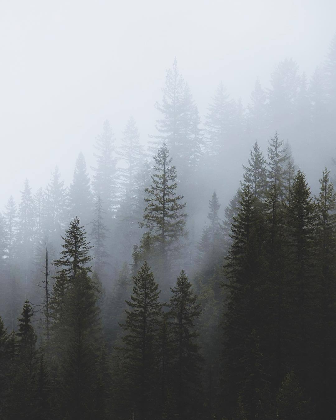 freshbrewedlife: Nathaniel Cutshall | @nathanielcutshall